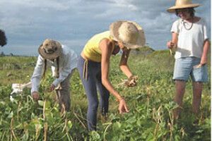 НЕЛЕГАЛИ РИЗИКУЮТЬ ВТРАТИТИ ЗАРОБЛЕНЕ