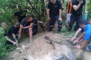 У Запоріжжі з-під землі витягали коняку-невдаху 