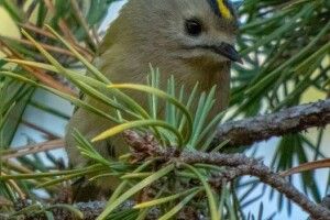 На Рівненщині фотомисливиця розстріляла із фоторушниці золотомушку жовточубу (Фото)