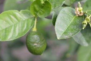 У Маневицькому лісгоспі вирощують лимони
