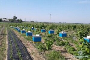 На Волині поліція буде розслідувати мор бджіл