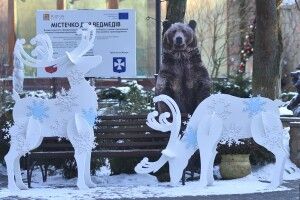 Ведмеді та олені Луцького зоопарку запрошують волинян поринути у новорічно-різдвяну магію (Фото)