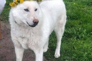 Кульбабовий принц шукає серед лучан свою Людину (Фото)