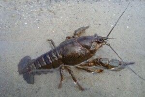 Жителям Волині та Рівненщини порадили триматися подалі від раків