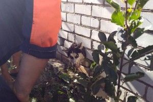 Бійці ДСНС врятували цуценя Білку, яке застрягло головою в паркані