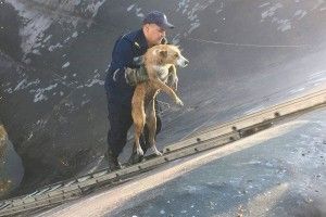 Рятувальники витягнули з глибочезної ями рудого та чорного псів