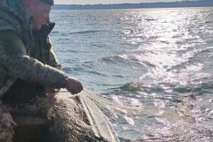 На водоймах Волині вилучили заборонені знаряддя лову