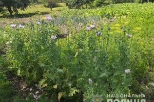На Рівненщині ласа до пирогів невістка підставила тестя: посіяла у нього на городі снодійний мак (Фото)
