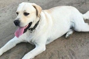 Лучани обіцяють 1000 гривень за допомогу в пошуках улюбленого лабрадора (Фото)