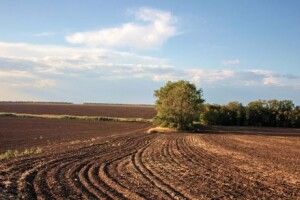 На Волині у фермерського господарства забрали 13 гектарів землі