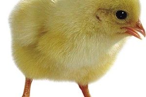 Найпоширеніші хвороби курчат