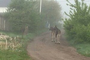 Околицями Луцька шпацірували двійко лосенят (фото)