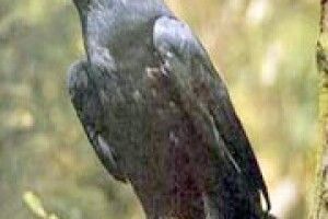 ЧОМУ КРЯЧЕ ВОРОН НАД ТАНКОВИМ ПОЛКОМ?