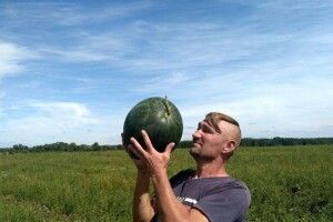 25 сортів кавунів виростив волинянин