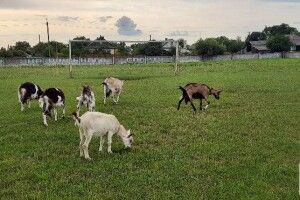 Стадіон у Старій Вижівці  використовують, як пасовище для кіз