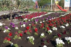 У Любешові крадуть квіти із клумб. Забули, що камери все фіксують