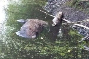На автодорозі між селами Берестяне та Холоневичі знайдено убитою самку лося