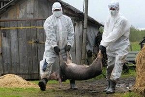 «Якщо епідемія піде гуляти Волинню, доведеться вирізати все поголів’я свиней»