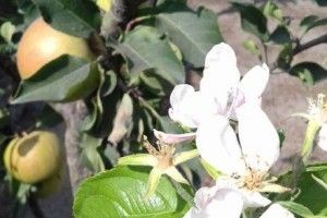 Любешівці дивуються із аномалій природи