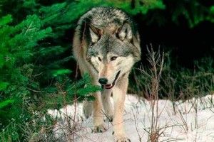 Вовки тікають з Чорнобильської зони