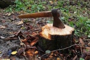 На Волині депутат крав в лісі деревину 