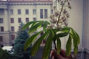 В обласному центрі розцвіли каштани (Фото)