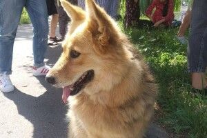 У Рівному придумали, як прихилити серця людей до безпритульних тварин (Фото)