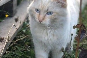 Серед лучан шукають охочих заприятелювати з блакитнооким блондином із розкішними вусами (Фото) 