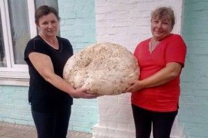 В Україні знайшли 17-кілограмовий гриб