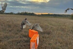 На Волині у мисливських угіддях випустили ще 1000 фазанів