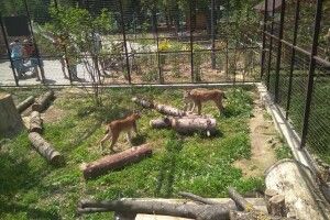 У Луцькому зоопарку вусатий Урчик «крутить любов» з куцохвостою Марисею