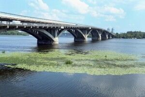 У Дніпро запустять стерлядь, осетра та севрюгу