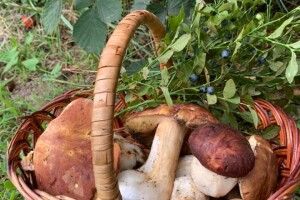 Озброєна ножем лучанка повернулася із лісу з кошиком білих грибів (Фото) 