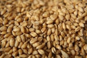 10-річного хлопчика на смерть вдарило струмом, поки він молов зерно