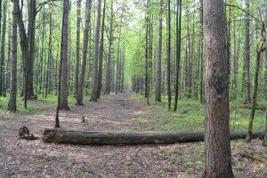 На Волині з'явилися перші білі гриби (Фото)