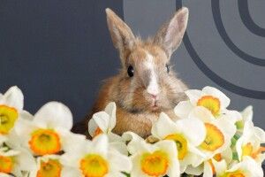 Яку погоду чекати на Волині 16 квітня