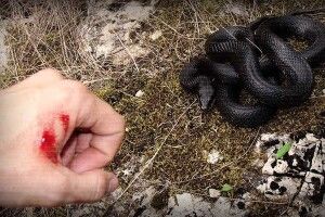 Волиняни, будьте обережні в горах, там активізувалися гадюки