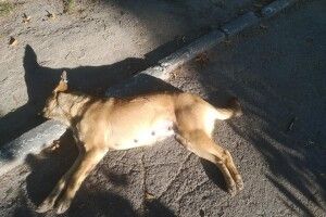 У Луцьку невідомі застрелили двох собак: шукають свідків злочину (Фото 18+)