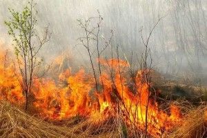  Вісім пожеж в екосистемах Волині сталися протягом доби