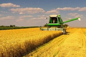 Волинські аграрії завершили збір ранніх зернових та олійних культур