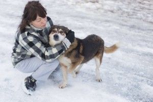 Хвостатий антидепресант Барсик вірить, що Святий Миколай подарує йому господаря (фото)