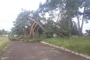 У Маневичах на стадіоні звалило сосну