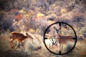 На Волині покарали браконьєра за незаконне полювання