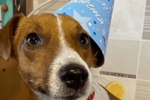 Торт з паштету та улюблений сир: як пес Патрон відсвяткував своє 3-річчя