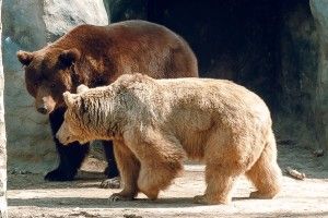 14 лютого пару закоханих пускатимуть у Луцький зоопарк на один квиток