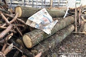 У Дюксині поліція знайшла за хлівом дюжину дубових колод (фото)