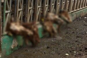 Різали на шматки: працівники ферми під Харковом розповіли, як  росіяни знущалися над коровами
