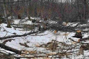 У Луцькому районі урочище «Діброва» лишилося без дерев