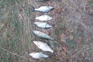 На Світязі браконьєри поживилися чотирма плоскирками, двома краснопірками та окунцем (фото)