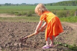 «У дитини астма!»: учнів змушували під час уроків збирати врожай